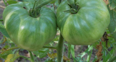 Pěstování rajčat je pohostinní